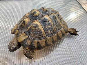 4 Griechische Landschildkröten (Testudo hermanni-hermanni)