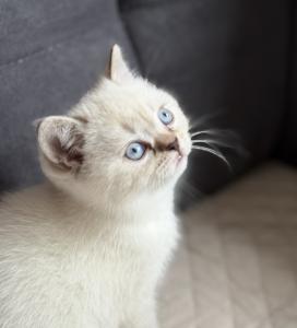 Babykätzchen suchen neues zuhause 🐾
