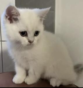 BKH Kater kann heute noch abgeholt werden