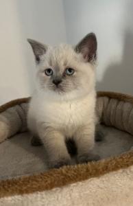BKH Kitten in Blue, Lilac und Weiß mit Orangen Augen