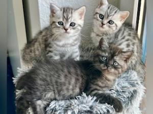BKH Kitten reinrassig geimpft entwurmt und zuckersüß abzugeben