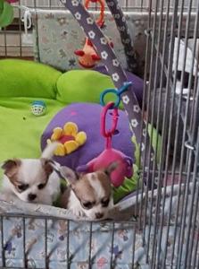 Ein liebevolles Zuhause gesucht – Chihuahua mit Papieren!