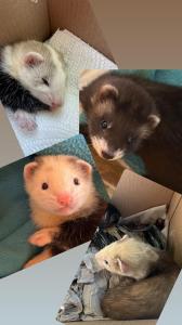 Frettchen Welpen 3 Fähen 1 Rüde