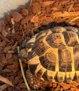 Griechische Landschildkröte mit komplettem Zubehör