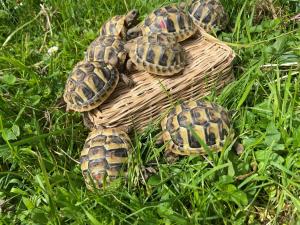 Griechische Landschildkröten, 1jährig, sehr zahm, lebhaft ,schön und gesund