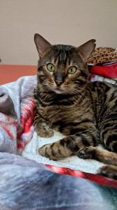 Hauskater sucht neues Zuhause