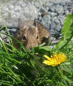 junge Degus Degu in verschiedenen Farben