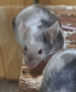junge Farbmäuse bunte Mäuse Maus
