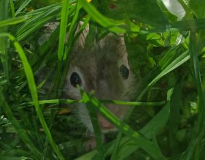junge Goldhamster Teddyhamster langhaarige Hamster