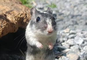 junge Rennmäuse Gerbil Rennmaus Wüstenrennmäuse