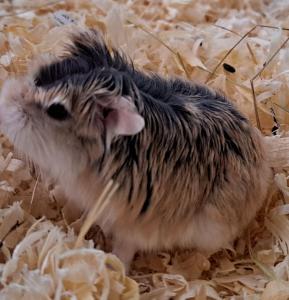 junge Roborwski Zwerghamster kleinster Hamster