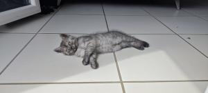 Kleine katzenbaby sucht liebevolles Zuhause