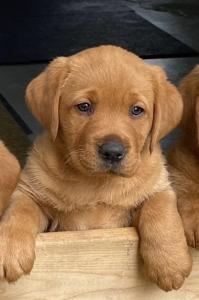 Labrador-Welpe, Rüde, reinrassig, foxred