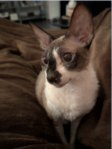 Liebe reinrassige Cornish-Rex Katze sucht neues Zuhause, 6 Jahre alt (10.11.2018)