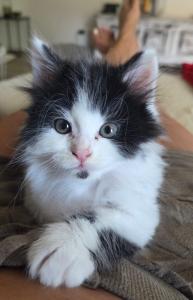 Maine Coon Kitten abzugeben