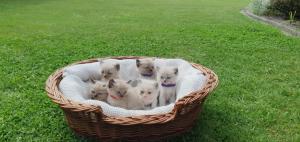 Ragdoll-Kitten - Wurf 20.04.2025 - seltene Blue Mink Point-Mutter - 2 Kitten reserviert