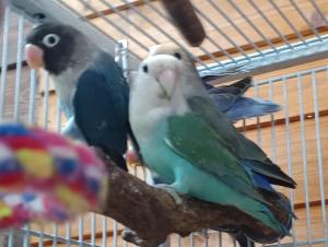 Rosenköpfchen Agaporniden Unzertrennliche in verschiedenen Farben