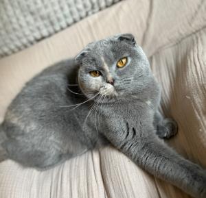 Dringend neues Zuhause gesucht: Scottish fold britisch Kurzhaar Katze