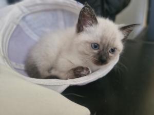Siam kitten Siambabys