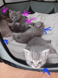 BKH Kitten
