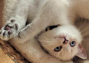 [Update: reserviert] süße reinrasige BKH Kitten auszugsbereit