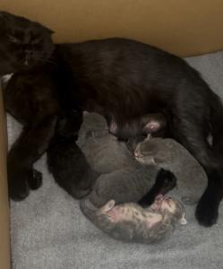 BKH Mix Kitten