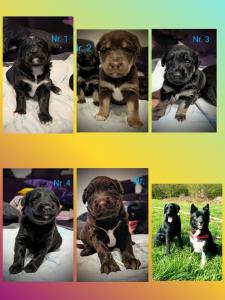 Bordercollie Husky Labrador Pudel Labradoodle Mischlings Welpen