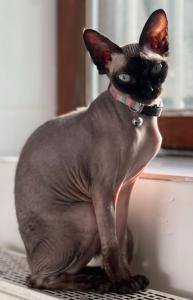 Sphynx Weibchen Katze unkastriert gechipt Nacktkatze