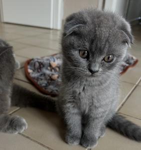 Noch 1 super süßes Scottisch Fold Kitten