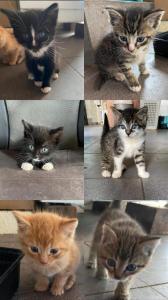 Kitten 6 Stück
