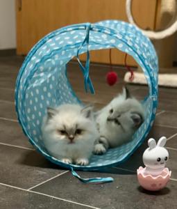 Reinrassige BKH Britische Kurzhaar Kitten Point mit Stammbaum, Gesundheitszeugnis