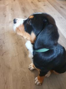 Welpe Großer Schweizer Sennenhund