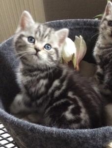 Wunderschöne BKH Kitten suchen ein Zuhause