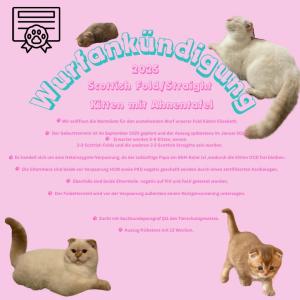 Wurf Ankündigung 2025 Scottish Fold mit Ahnentafel + Röngtenscreening in Point