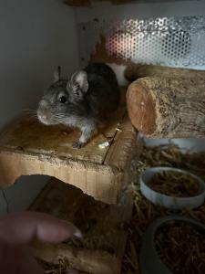 Zwei Degu Weibchen