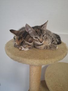 Zwei liebe Katzenbabys 10 Wochen alt