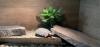2 schöne Spaltenschildkröten abzugeben (Malacochersus tornieri)