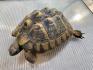 4 Griechische Landschildkröten (Testudo hermanni-hermanni)