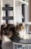 Baby Main coon