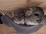 Chinchilla Brüder 1 Jahr