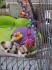 Ein liebevolles Zuhause gesucht – Chihuahua mit Papieren!
