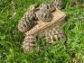 Griechische Landschildkröten, 1jährig, sehr zahm, lebhaft ,schön und gesund