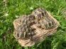 Griechische Landschildkröten, 1jährig, sehr zahm, lebhaft ,schön und gesund, mit Cites