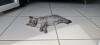 Kleine katzenbaby sucht liebevolles Zuhause