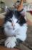 Maine Coon Kitten abzugeben