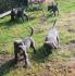 Tolle Cane Corso Welpen blaugrau