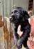 Labrador Welpe in Lackschwarz Abraxas sucht noch