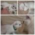 [Update: 2 von 6 verfügbar!] Süße Kitten (Scottish Fold BKH Kätzchen) ab 02.07. auszugsbereit
