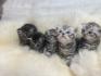 Wunderschöne BKH Kitten in Whiskas Look mit Stammbaum
