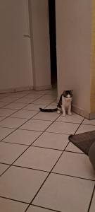 2 süße Babykatzen zu verkaufen
